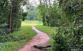 Secondary forests have a role to play in biodiversity conservation, as. Walking The Rail Corridor Exploring The Clementi Forest Old Bukit Timah Railway Station Little Day Out