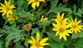 Bagaimana tidak, tanaman ini mampu mengendalikan kadar gula darah pada penderita diabetes. Manfaat Daun Insulin Untuk Kesehatan Mata Mata News