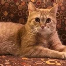 Ruyada Kedi Yakmak Ruyada Sobada Kedi Yakmak