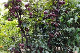 To answer your question about sweetening, this recipe for jam suggests that for every cup of pitted cherry plums you should add ¾ cup of sugar and ¼ cup of water. Plums Archives Plantnet Australia