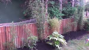 Lifting and dividing bamboo clumps. Bamboo Dividing To Create A Hedge Youtube