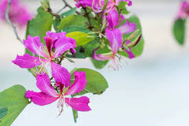 Image result for Bauhinia purpurea