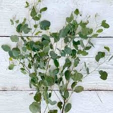Image result for Eucalyptus