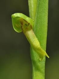 Image result for Oldfieldia dactylophylla