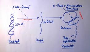 I would expect an mrna vaccine to be much less dangerous than traditional delivery methods, but i don't know if that's just because it hasn't been tested enough to even determine what the dangers. Proteinbiosynthese Codogener Strang Derjenige Der Von Der Mrna Transportiert Wird Schule Gesundheit Und Medizin Sprache