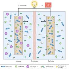Construccion de ingenio o molino. Electroactive Microorganisms In Bioelectrochemical Systems Nature Reviews Microbiology