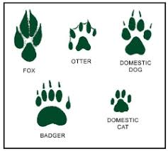 Footprints 21 Gif 250 225 Animal Tracks Animal Footprints Animals For Kids