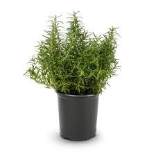 Image result for rosemary container