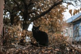 s kazhdym dnem vse radostnee zhit ph dorohov