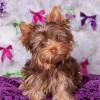 Yorkie breeders, richard and pam krayeski of northeastern pennsylvania have been breeding yorkies for sale for over 20 years. 1