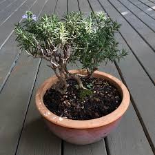 Image result for rosemary bonsai