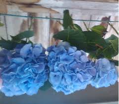 Wählen sie ihre nächste destination ! Drying Hydrangea Flowers Dried Flower Craft