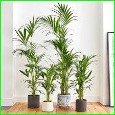 Dengan oksigen yang dihasilkan dari tanaman tersebut juga dapat merilekskan pikiran sehingga anda bisa segar kembali di keesokan. 42 Nama Tanaman Hias Daun Nama Latin Dan Gambarnya Hewata Com