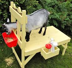 How To Build A Goat Milking Stand The Henry Milker Goat Milking Stand Goat Milking Goat Farming