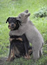 A Baby Bear Giving A Suspicious Dog A Kiss 51 Animal Pictures You Need To See Before Youdie Vahsi Hayvanlar Evcil Hayvanlar Hayvan Bebekler