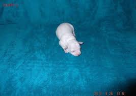 Check spelling or type a new query. Cute Chihuahua Puppies For Sale In Spooner Wisconsin Classified Americanlisted Com