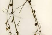 Image result for Vigna frutescens