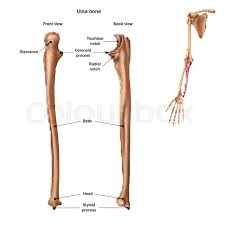 The trapezius/traps, the upper back, and the latissimus dorsi/lats also focusing on pulling with your elbow instead of your arm worked pretty well for me on exercises like dumbbell rows. The Structure Of The Ulna Bone With Stock Vector Colourbox