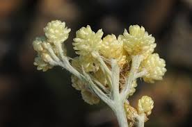 Image result for Helichrysum longifolium