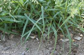 Image result for Eragrostis cilianensis