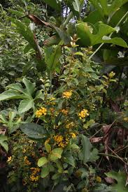 Image result for Janusia