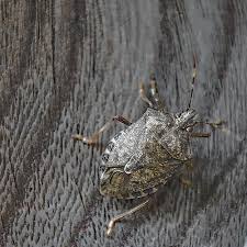 They're naturally attacked and eaten by birds, but may be spat out right away as they taste terrible. How To Get Rid Of Stink Bugs Updated For 2021
