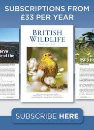 Image result for Nesogenaceae