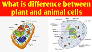 Feb 06, 2016 · the plant cell wall is mainly composed of cellulose. What Is Difference Between Animal And Plant Cell Biologysir