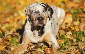 Find a catahoula leopard dog puppy from reputable breeders near you and nationwide. Catahoula Leopard Dog Breed Temperament Price Size All Things Dogs All Things Dogs