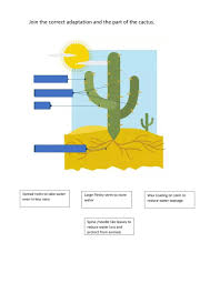 Cacti show many adaptations to conserve water. Desert Plant Cactus Worksheet