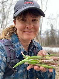 Harvesting Twisted Stalk in Alaska for Salads and Recipes
