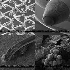 The absorptive paper towel will draw some of the water out from under the cover slip, and pull the staining agent under the cover slip and onto the specimen. Keeping With The Theme Of Things Under An Electron Microscope I Present To You Nylon Fabric A Ball Point Pen A Staple Poking Through Paper And Coffee Grounds Interestingasfuck