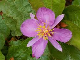 Image result for Clappertonia ficifolia