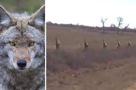 This can be both good and bad. Dead Coyote Fences The History Of An Archaic Tradition Why It S Done