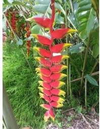 Pin On Fascinating Plants