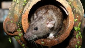Wie sie einem befall vorbeugen und die tiere effektiv vertreiben, erklären wir hier. Ratten Vertreiben 5 Wertvolle Profi Tipps Vom Kammerjager