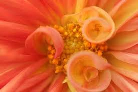 Le Jardin D Helene Jardins Plantes Sauvages Plante