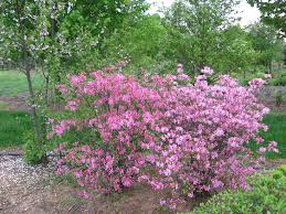 Rhododendron Prinophyllum Landscape Nursery Plants Rhododendron