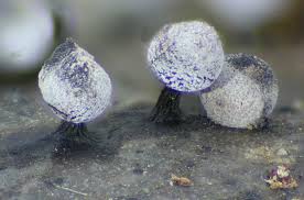 Image result for Melanospermum