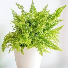 It is a beautiful plant but does require extra care in drier climates. Fern Fluffy Ruffles Nephrolepis Exaltata My Garden Life