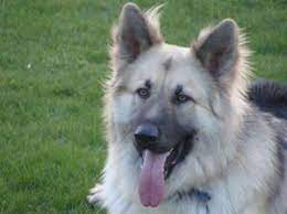 Gray german shepherds are also rare. Long Haired Silver Sable German Shepherd Google Search Silver Sable German Shepherd Sable German Shepherd German Shepherd