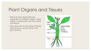 Check spelling or type a new query. Overview Of Plants Ppt Download