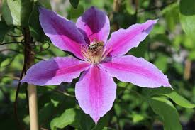 Check spelling or type a new query. Clematis Waldrebe Dr Ruppel Lubera At