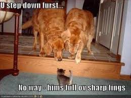 Funny Scared Animals 12 Dog Cat Funny Animals Funny Cute