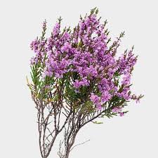 Believe it or not, purple is one of the most popular flower colors. Lavender Flowers Wholesale Bulk Flowers Blooms By The Box