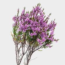Native to south america, this lovely flower can be grown as an annual or perennial. Lavender Flowers Wholesale Bulk Flowers Blooms By The Box