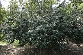 Image result for Acokanthera oblongifolia