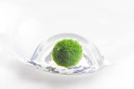 Marimo moss ball algae for aquariums worksop, united kingdom. Marimo Moss Ball Information Tips For Marimo Moss Ball Care