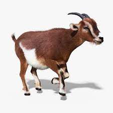 Goat Fur Anim Max Farm Animals Pictures Animals Animal Pictures