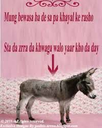 Funny Pashto Poetry - Urdu Poetry, Shayari, Nazam, Ghazal, Poems ...